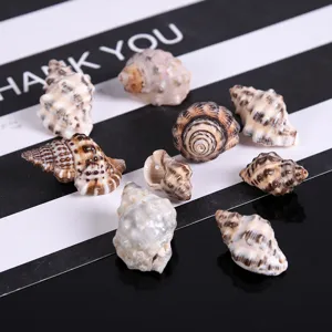 Natural black sesame sea shells conch craft accessories for fish tank micro landscape decor.