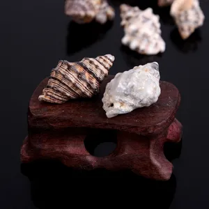 Natural small sea shells with holes, perfect for micro landscape, fish tank decor and DIY crafts.