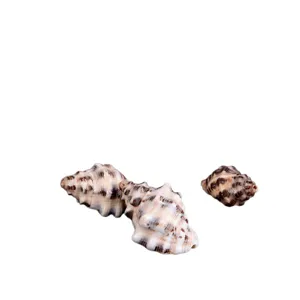 Natural black sesame sea snails, side-hole shells for fish tank decor and DIY craft jewelry.