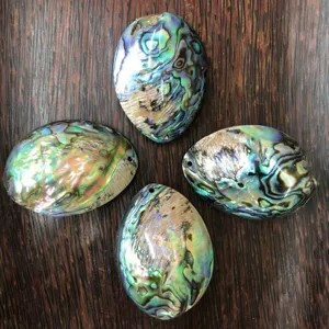 Natural New Zealand Abalone Shell Pendant DIY Jewelry Accessory 4cm Colorful Shell Piece