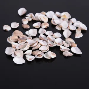 Natural sea shells unperforated for micro landscape fish tank aquarium decor crafts DIY
