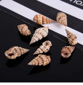 Close-up detail of natural spiral shells with side holes for DIY crafts and fish tank decor.