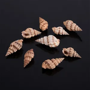 Natural seashell craft detail showing drilled side hole texture for DIY fish tank landscape.