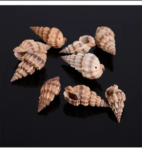 Detail view of natural drilled turritella shells, perfect for diy crafts and fish tanks.