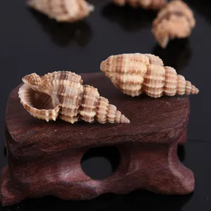 Natural Bamboo Spiral Shell Beads Side Hole Conch Shells Craft Accessories For DIY Fish Tank Landscaping Home Decoration