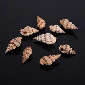 Natural seashells drilled for DIY crafts aquarium micro landscape jewelry making supplies