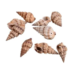 Natural turritella shell beads with side holes for DIY jewelry making, fish tank crafts and decor.