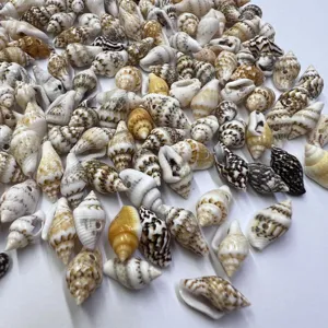 Nahaufnahme von kleinen, gebohrten natürlichen Korn-Muscheln für Basteln und Schmuckdesign.