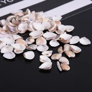 Natural small sea shells detail shot, perfect for DIY crafts, micro landscape and aquarium decor.