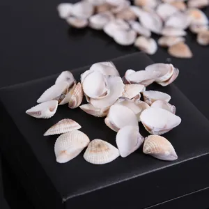 Detail shot of natural small sea shells, ideal for micro landscape and fish tank decoration.