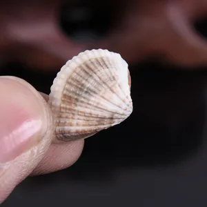 Small unperforated sea shell for micro landscape fish tank decoration and DIY crafts.