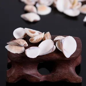 Natural Shell Sea Shells Non Hole Micro Landscape Fish Tank Decorative Craft Accessories Minimalist Shell Home Decor