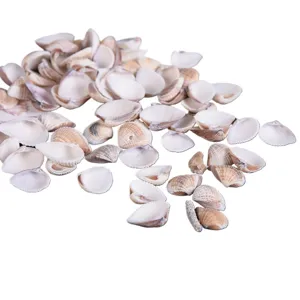 Natural sea shells unperforated bulk pack for fish tank micro landscape DIY crafts decoration.
