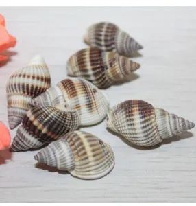 Striped green conch seashell DIY jewelry accessories craft components natural sea snail shells