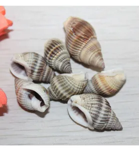 Natural striped seashell conch craft jewelry DIY accessories detailed view and design showcase