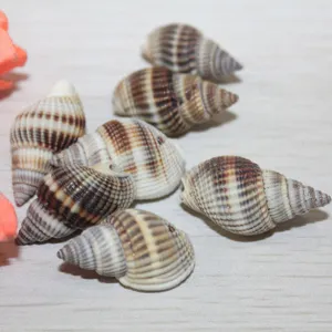 Natural Striped Conch Shell Beads And Hole-Free Shell Pendants For Jewelry Making DIY Craft Home Decor Accessories