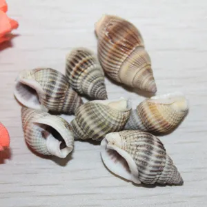Striped natural conch seashells bulk set for handmade jewelry making and home decor crafts.