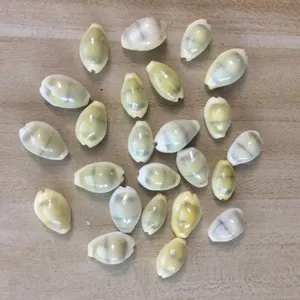 Detailed close-up of natural cowrie shell beads for DIY crafts and jewelry making.