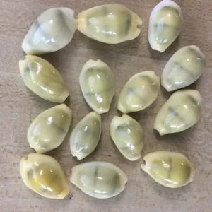 Natural yellow cowry shell beads detail view, perfect for DIY handmade jewelry, clothing and home decor.