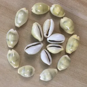 Natural yellow cowrie shell DIY seashell accessories for home decor and jewelry making.