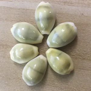 Natural yellow cowrie shell charms, non-perforated side double hole DIY craft accessories for decor.