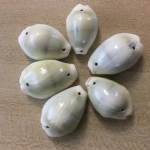 Natural cowrie shell beads with double holes for DIY jewelry making, crafts and home decor.