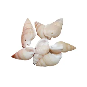 Natural spiral sea shell beads with side holes for DIY jewelry making and craft design