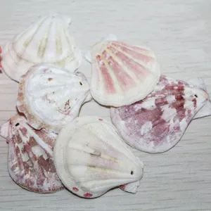 Coquillage naturel épais en forme d'éventail perles roses blanches marron pour décoration