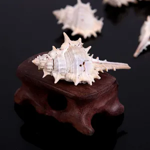 Natural Seashell Spiny Snail Shell Beads Micro Landscape Fish Tank Decoration DIY Jewelry Making Craft Accessories