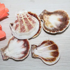 Accessoires de décoration en coquillage naturel coquilles Saint-Jacques pour la maison DIY