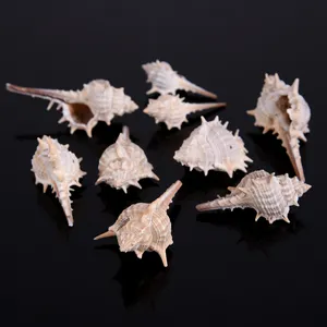 Natural spiny seashells detail shot, perfect for fish tank decor, micro landscape craft DIY.
