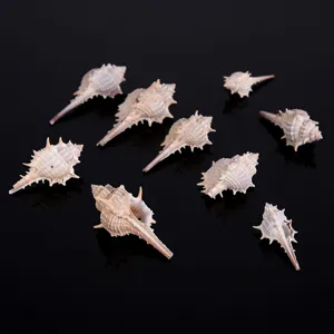 Natural murex sea shells for fish tank decoration, micro landscape, DIY crafts accessories.
