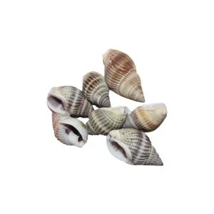 Natural striped green conch sea shells for jewelry making crafts DIY decorative accessories main display