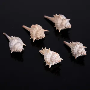 Details of natural spiny sea shells, perfect for fish tank micro landscape and craft decor.