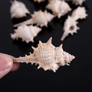 Natural spiny murex seashells for aquarium fish tank decoration and micro landscape DIY crafts