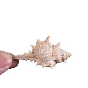 Natural spiny seashell conch for fish tank decoration and micro landscape DIY crafts.