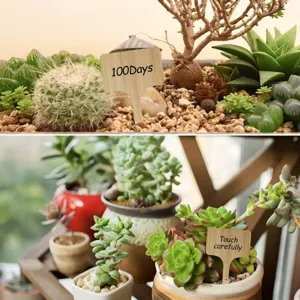 Sustainable eco-friendly bamboo plant labels for garden succulents and potted flowers