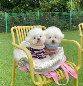 Detalle de ropa para mascotas con polo a rayas y tela transpirable en un entorno exterior.