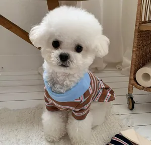 Vestido polo a rayas para perro ropa de mascota cachorro teddy primavera verano