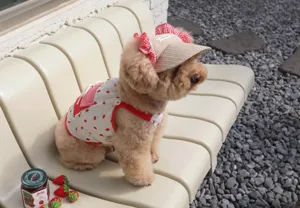 Cute strawberry dog clothes two-piece set spring summer breathable pet costume apparel hat