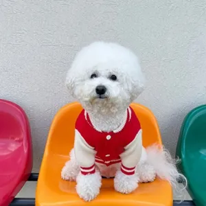 Detaillierte Nahaufnahme eines süßen weißen Hundes in einer roten Strickjacke für Haustiere.