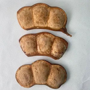 Natürliche große Bohnenhülsen im Detail, getrocknete Botanik für DIY-Basteln und Dekoration.