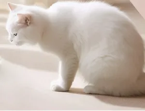 Detailbild einer süßen weißen Katze auf einem weichen Teppich zur Tierpflege.