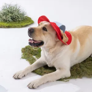 Nahaufnahme eines goldenen Retrievers mit buntem Haustierhut auf moosigem Hintergrund.