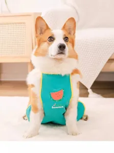 Close-up of a cute dog wearing a teal waterproof watermelon pattern belly band, detail view.