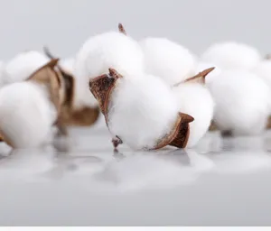 Gedetailleerde close-up van natuurlijke droge katoendoosjes met pluizige witte vezels.