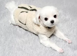 Cozy fleece pet vest for small dogs and cats, warm winter dog clothes and cute pet apparel.