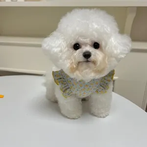 Floral print pet vest and bib detail for small dogs and cats in spring and summer seasons.