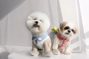 Vestiti carini per animali autunno inverno piccolo cane maglione cardigan cuccioli gatti