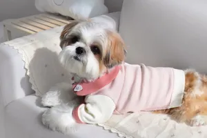Vista dettagliata del grazioso maglione per animali domestici rosa e bianco, morbido.